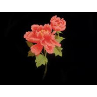 Poppy embroidered flower motif multi / Red